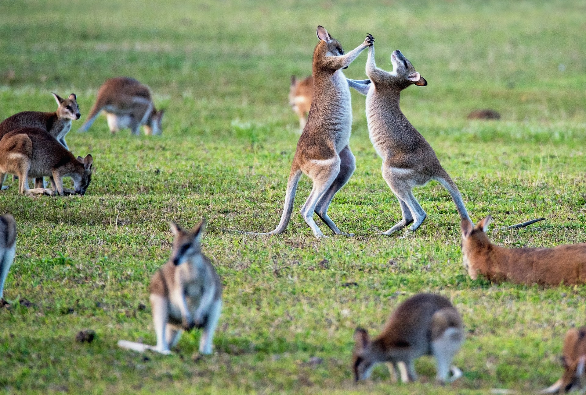 Best Of Wildlife - Canberra Guided Tours Best Of Wildlife