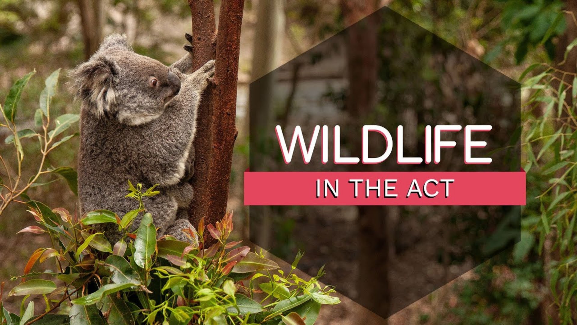 Widlife in ACT