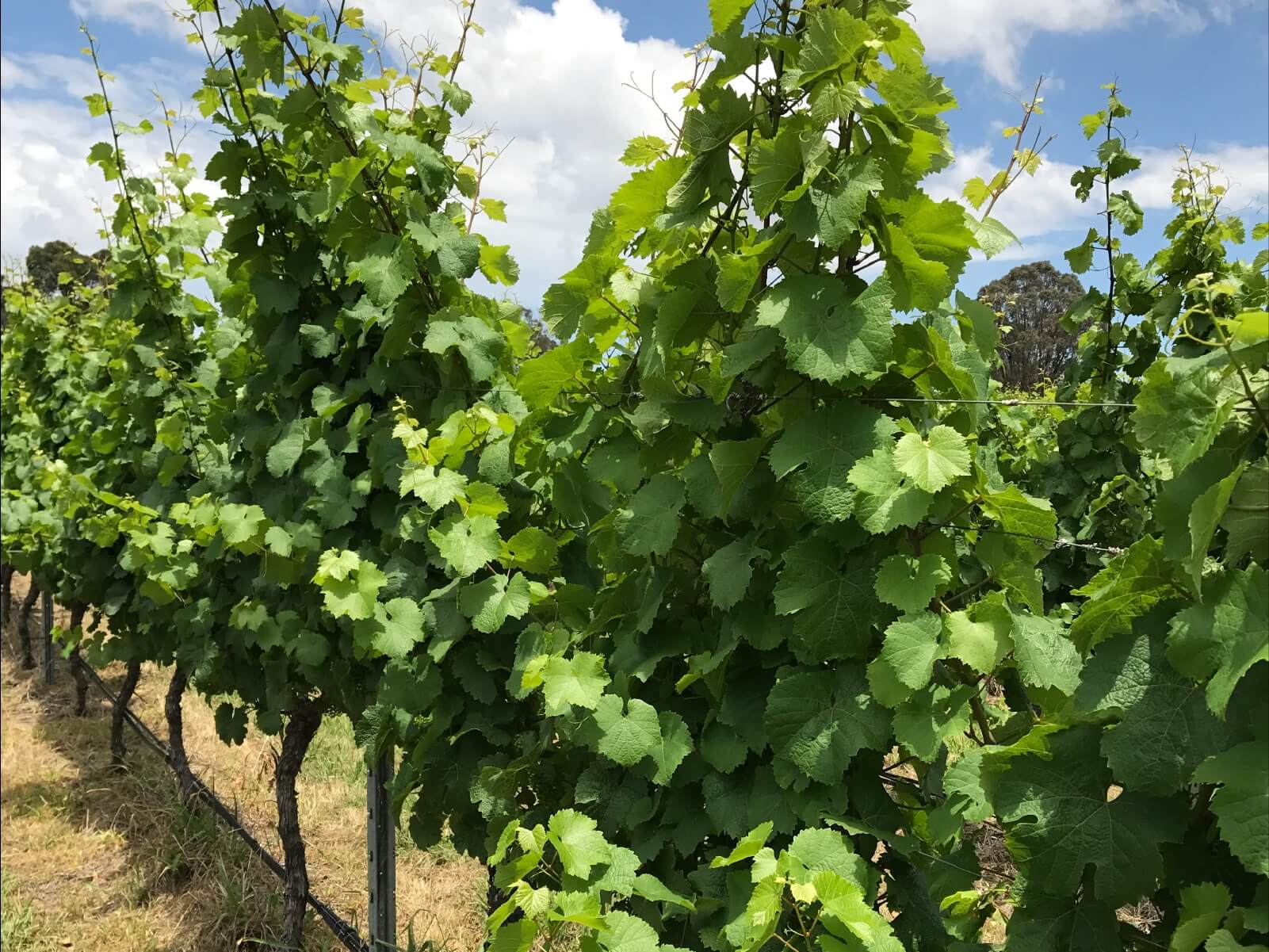Canberra Wine Tour Vines