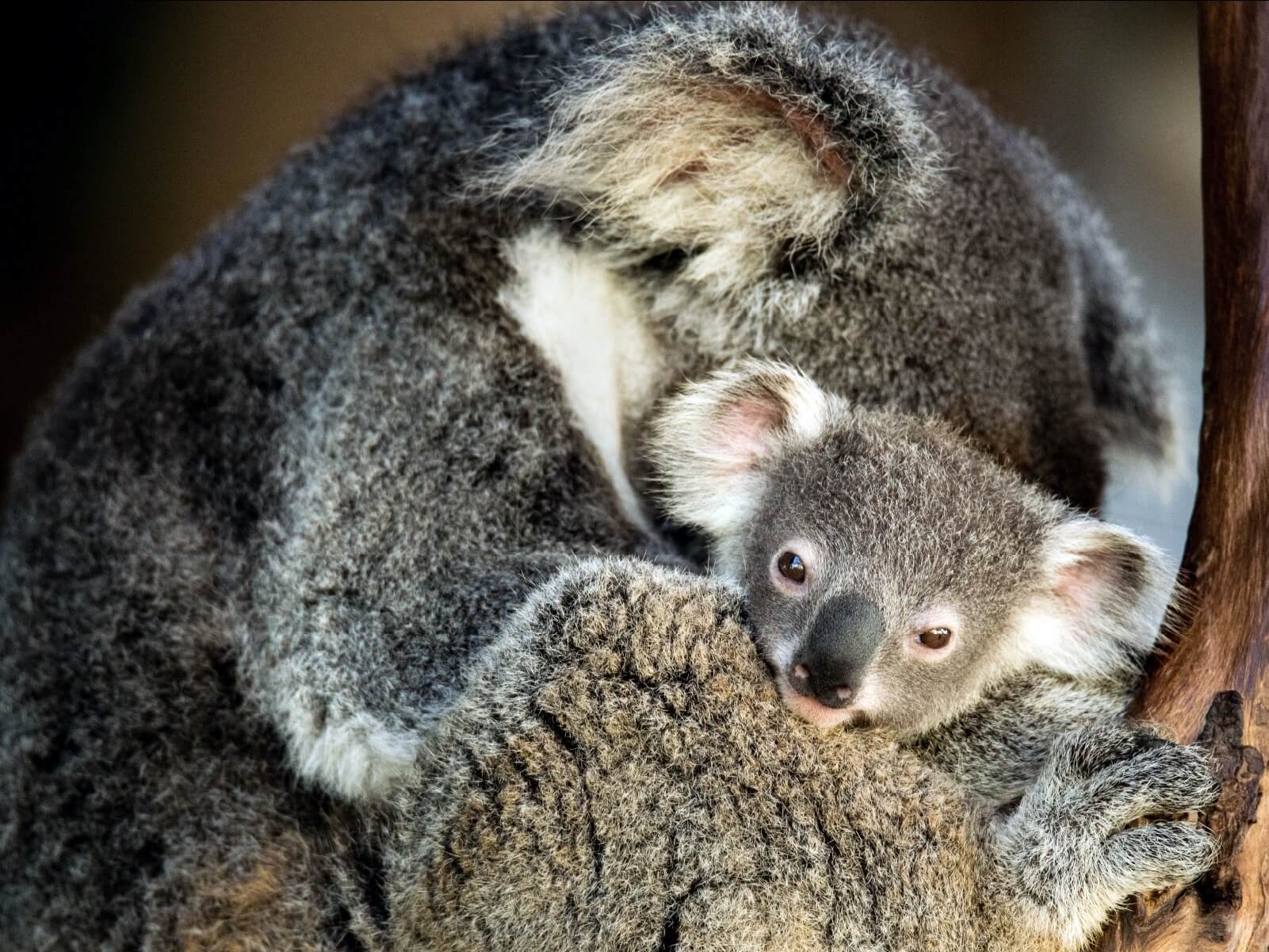 Best of Wildlife Tour Koala and baby