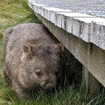 Best of Wildlife Tour Wombat