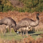 Best of Wildlife Tour Emus