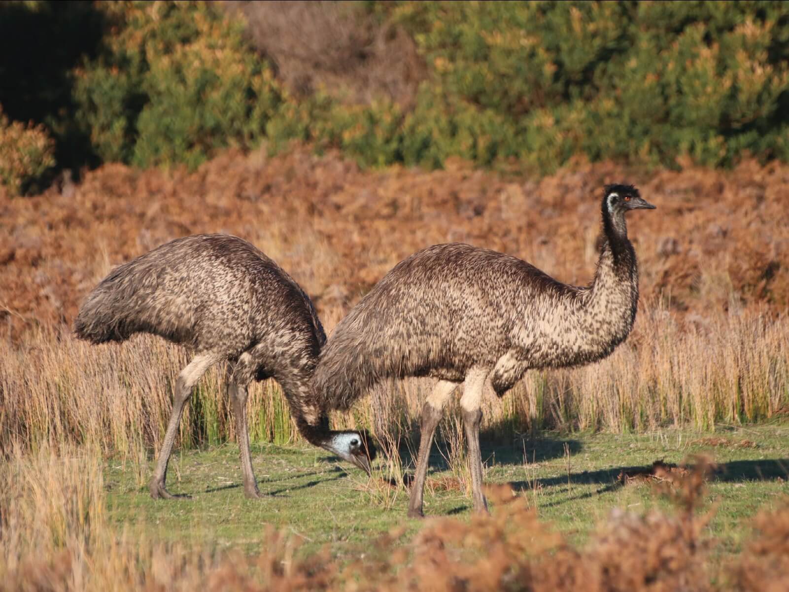 Best of Wildlife Tour Emus