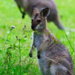 Best of Wildlife Tour Wallaby