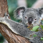 Best of Wildlife Tour Koala in tree