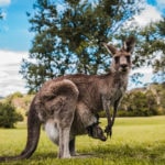 Best of Wildlife Tour Kangaroo and Joey