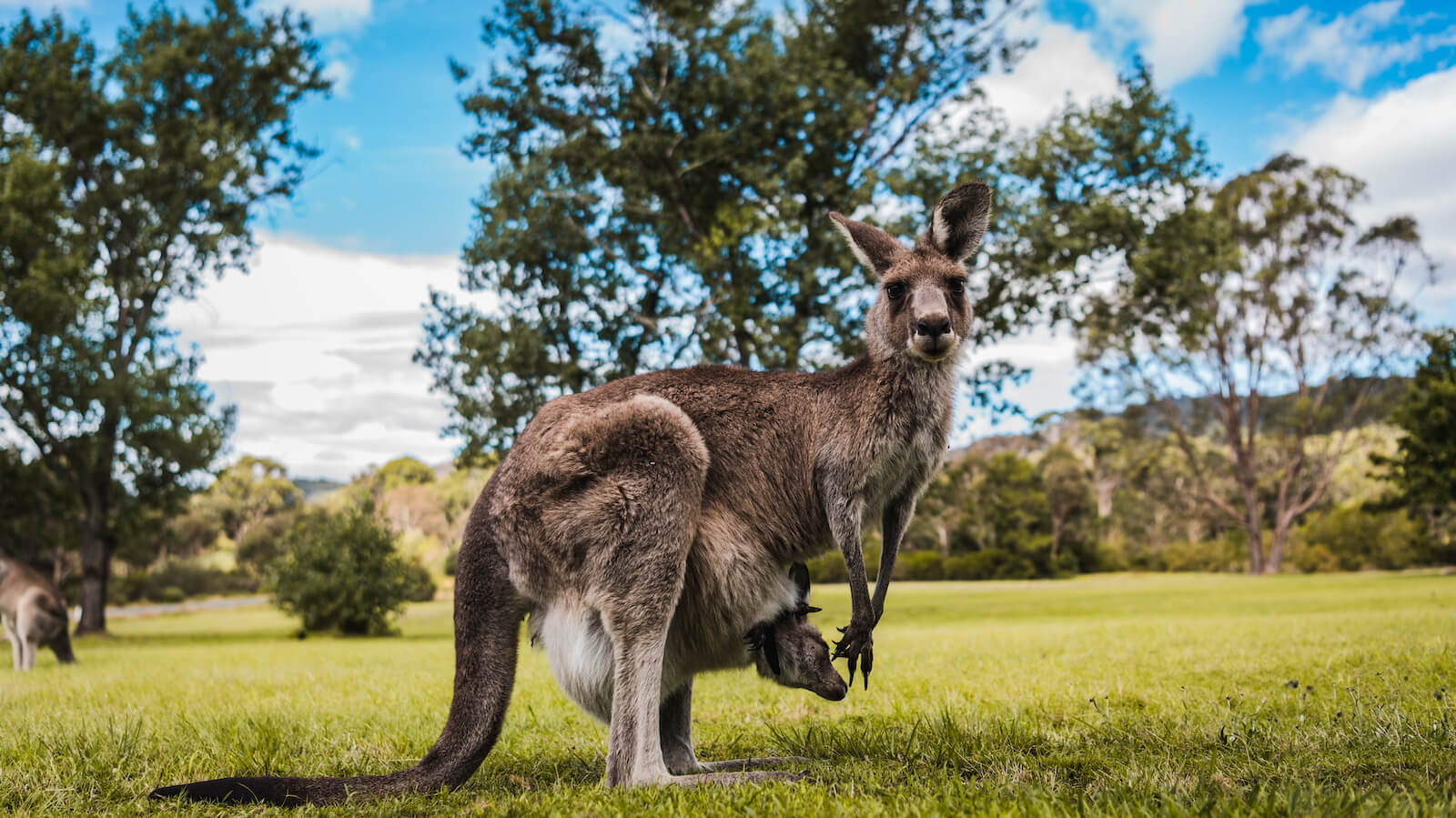Best of Wildlife Tour Kangaroo and Joey