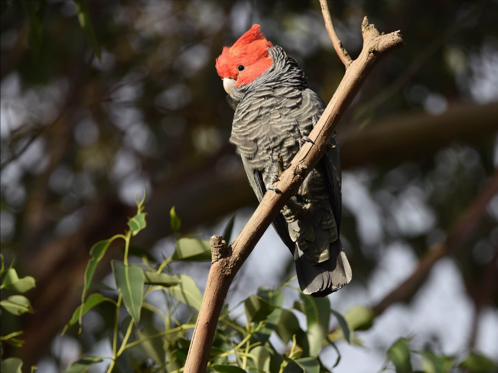 Best of Wildlife Tour Gang-gang cockatoo