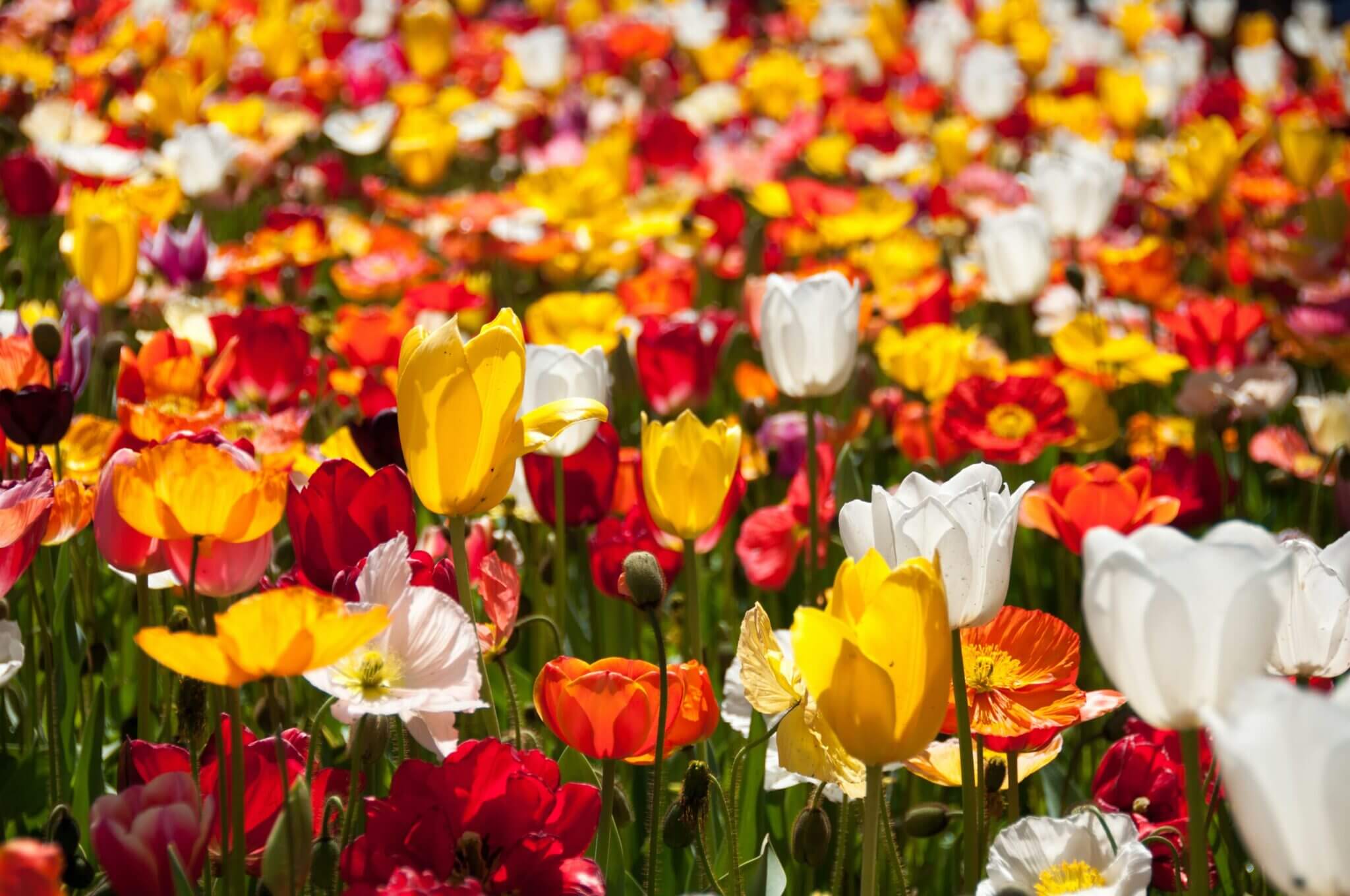Canberra Floriade & Tulips Tour | Best Spring Sightseeing Guided Tours