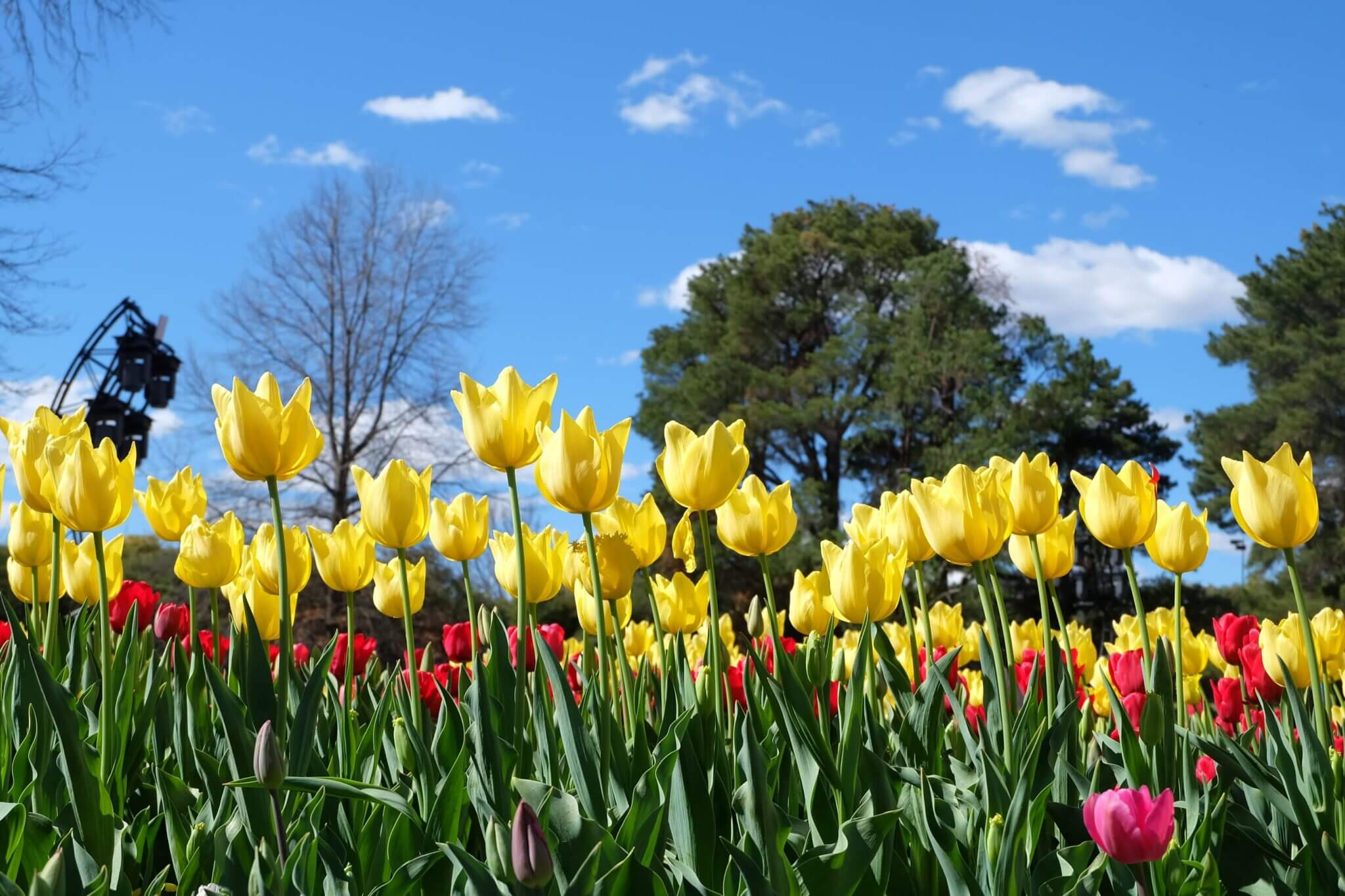 Canberra Floriade Tour