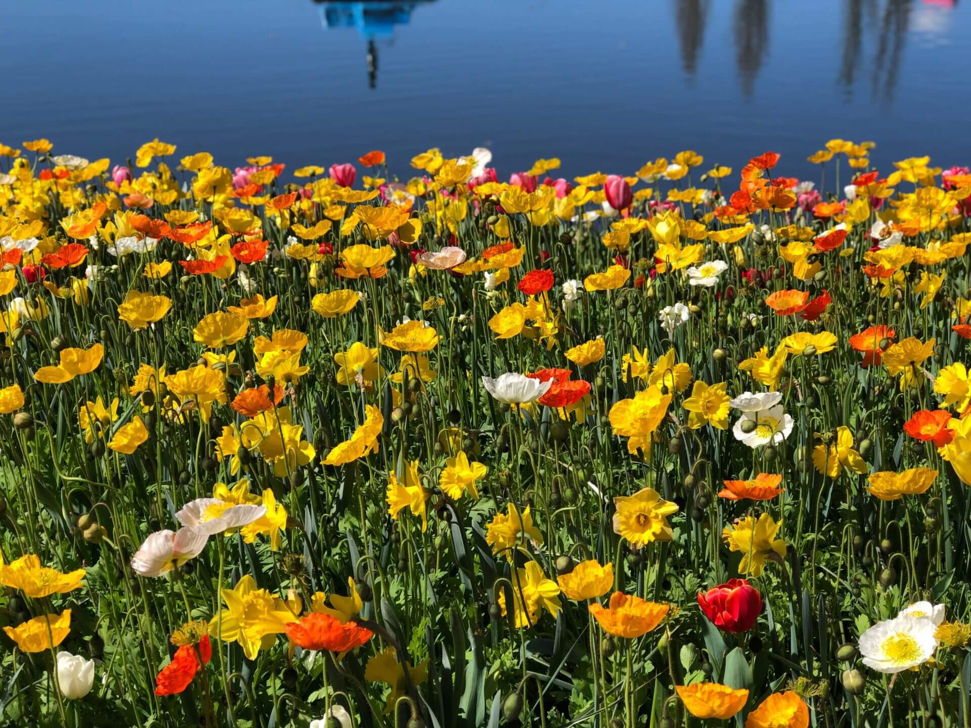 michael 53EY EmjWg0 unsplash - Canberra Guided Tours Lake Burley Griffin Flower Tours | Scenic Canberra Spring Sightseeing