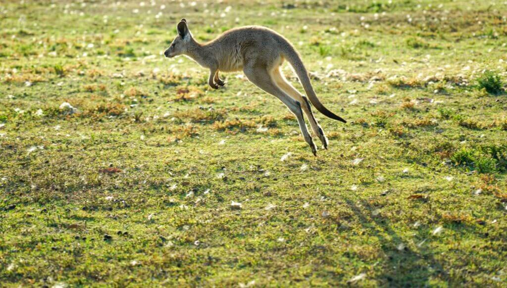 Wildlife Tour Kangaroo Hopping 1 - Canberra Guided Tours Wildlife Tour Kangaroo Hopping 1