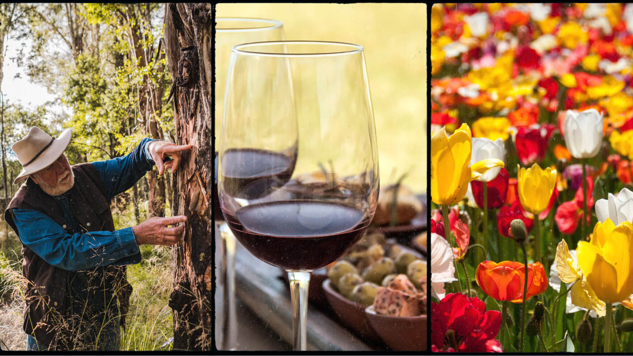 Triptych showing an older man in a hat and jacket inspecting peeled bark on a tree in sunlit bushland, a close-up of two glasses of red wine with bowls of olives and snacks blurred behind, and a vibrant field of red, yellow and white tulips in bloom.