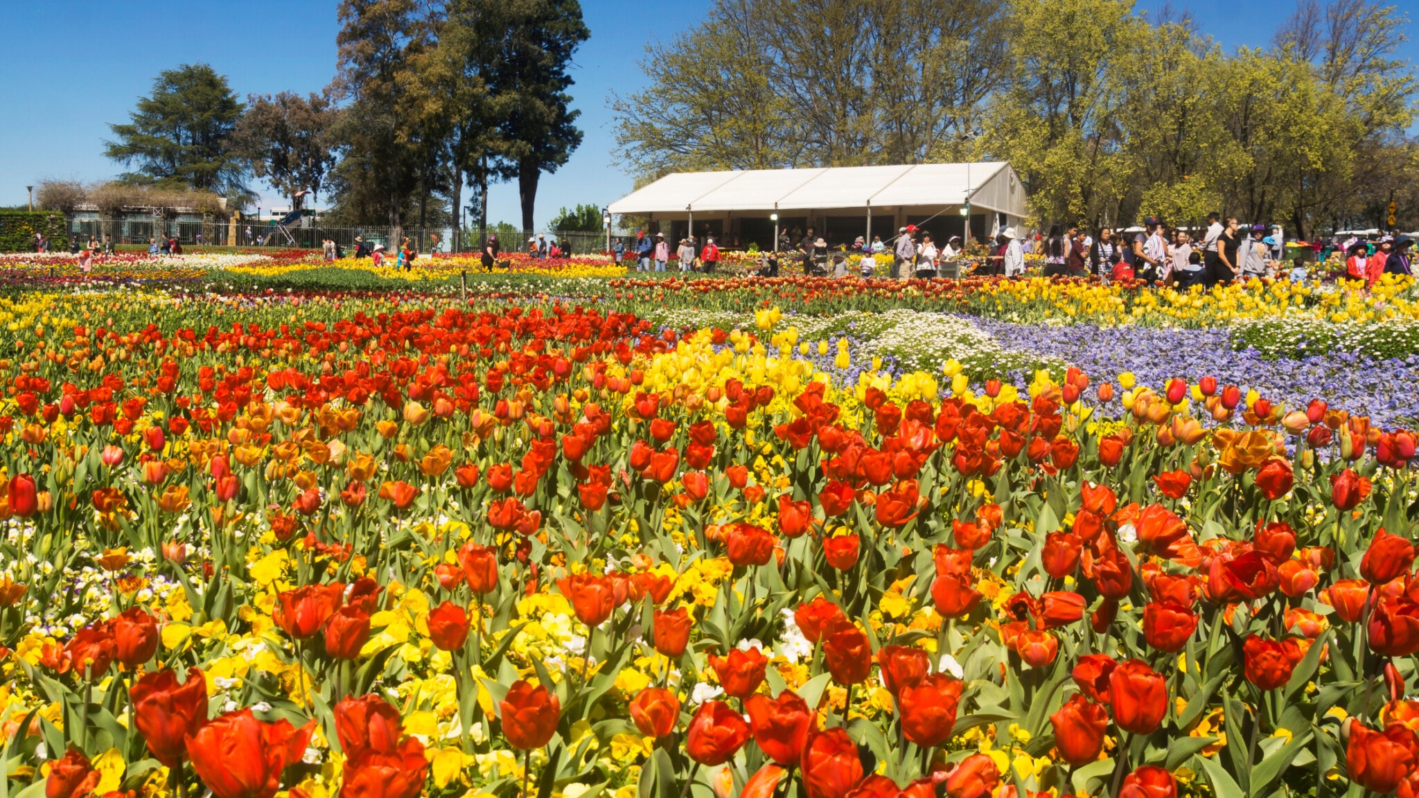 Mothers Day CGT 4 - Canberra Guided Tours Panoramic view of dense beds of red, yellow and purple tulips in bloom with visitors strolling near a white marquee and trees under a clear blue sky.