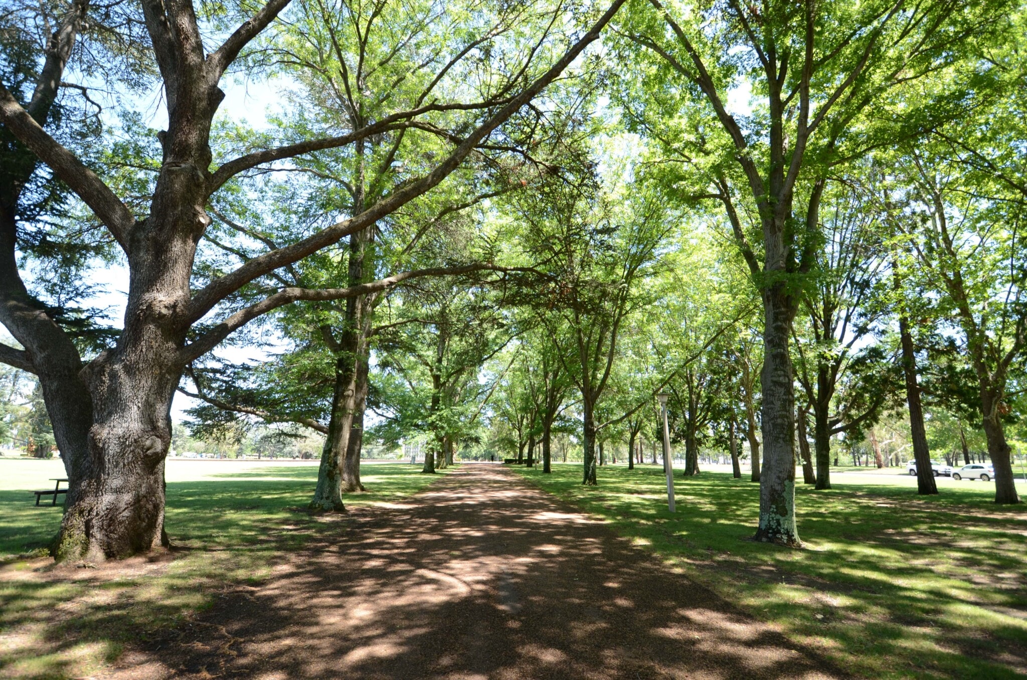 Trees Gardens 17 - Canberra Guided Tours Sunlit park with a wide dirt path flanked by large leafy trees forming a green canopy and casting dappled shadows on the path and surrounding grass.